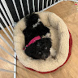 Meet your Posher, Lucy